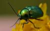 Cryptocephalus sp.